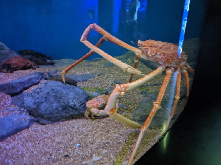 crab