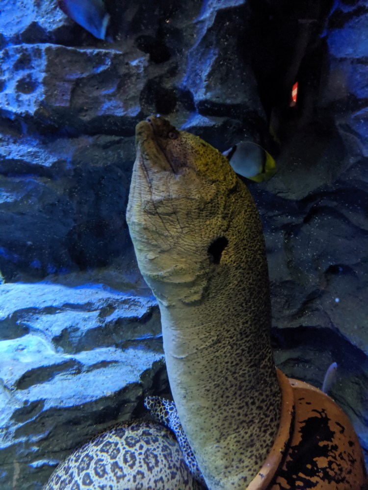 that eel from little mermaid