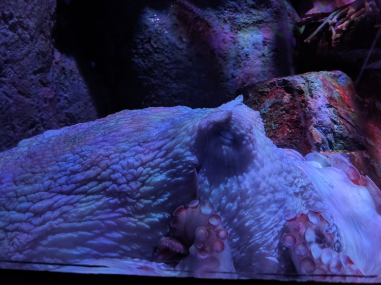 sleeping octopus