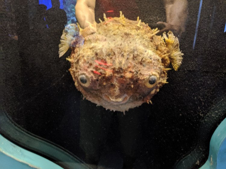 puffer fish